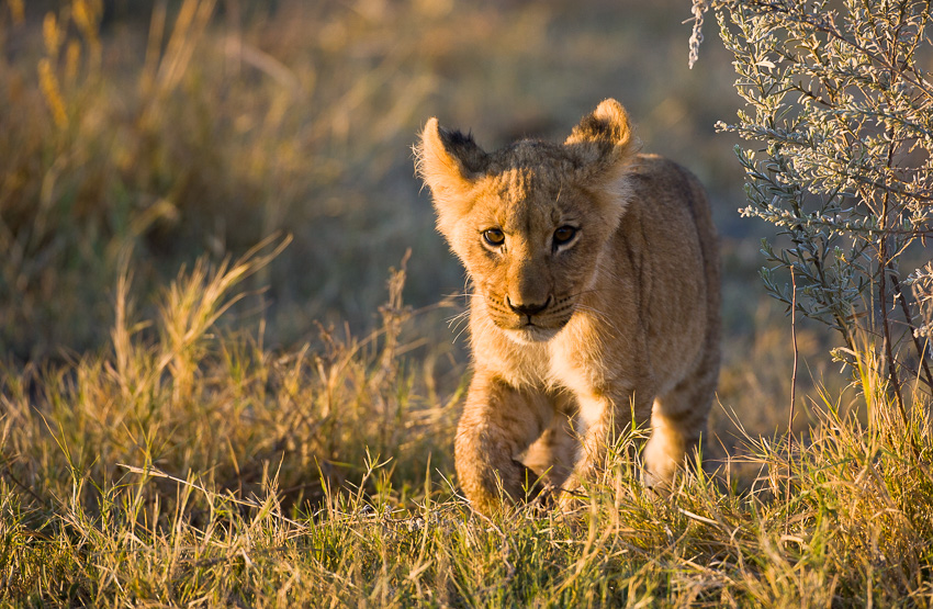 Lion cub