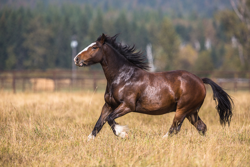 Galloping Horse