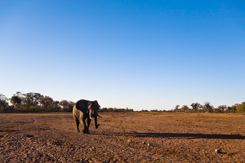 African elephant (Loxodonta africana)