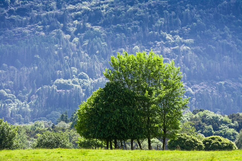 Trees on Muckross Estate, Killarney National Park, County Kerry, Ireland, Europe