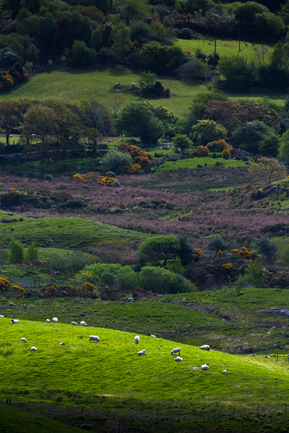 Grazing sheep, Ireland, Europe