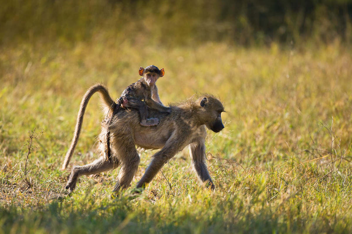 Wildlife – Hoffmann-Photography