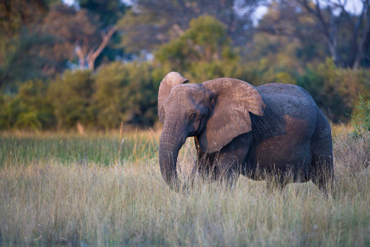 Wildlife – Hoffmann-photography