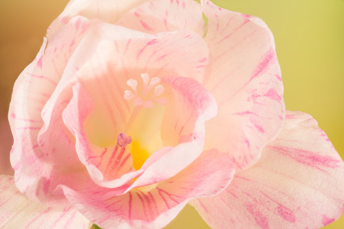 Close up photo of a white and pink freesia flower