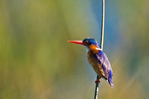 Photo of a colorful Malachite Kingfisher with red beak sitting on a branch in the Okavango Delta, Botswana