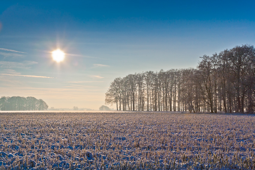 Photo of white frosted trees and a field in winter with the sun shining on a blue sky