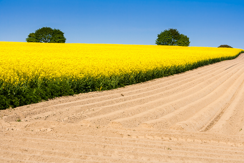 Rape field in Germany