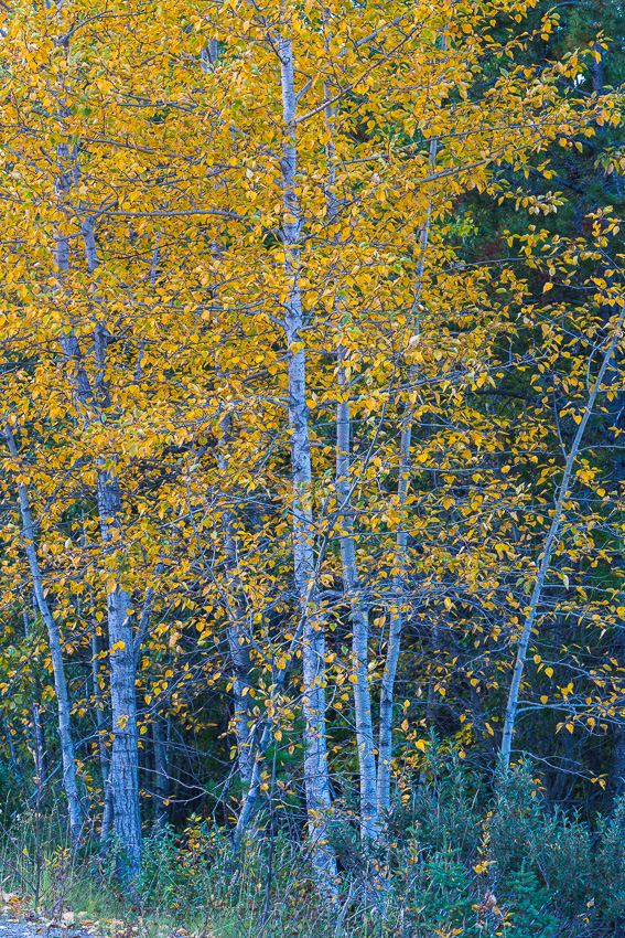 Birch trees