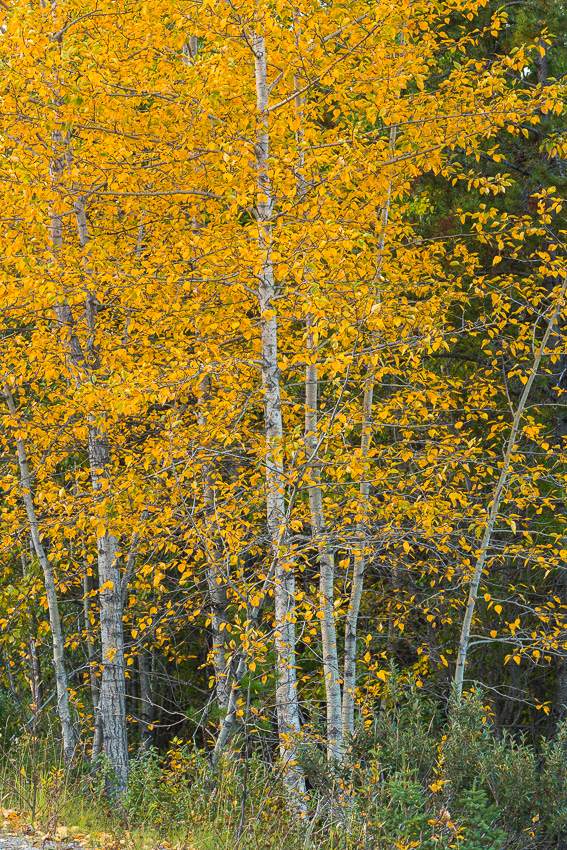 Birch trees